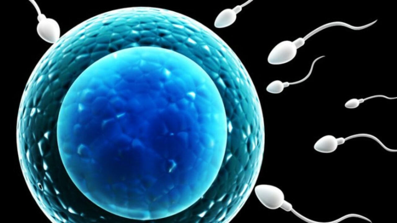 Sperm Com