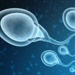 Evolution of Sperm